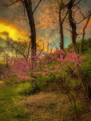 sunset in woods aka good morning x1440b